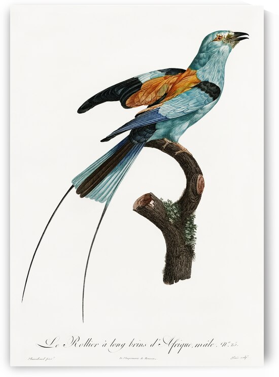 Magnificent bird of paradise female  by IStockHistory com