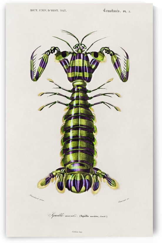 Giant mantis shrimp Squilla Maculata by IStockHistory com