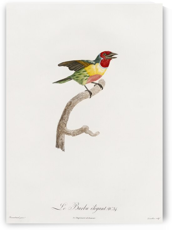 Giant mantis shrimp Squilla Maculata by IStockHistory com