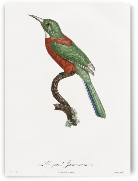 Great Jacamar by IStockHistory com
