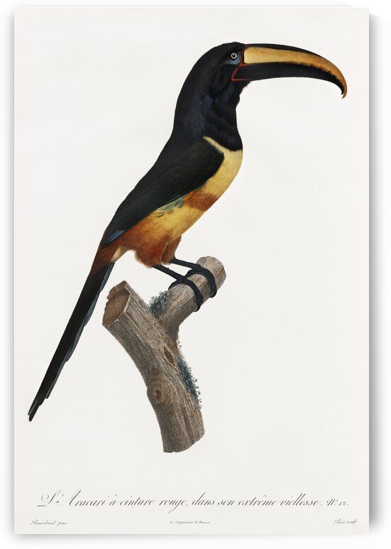 Old red belt aracari  by IStockHistory com