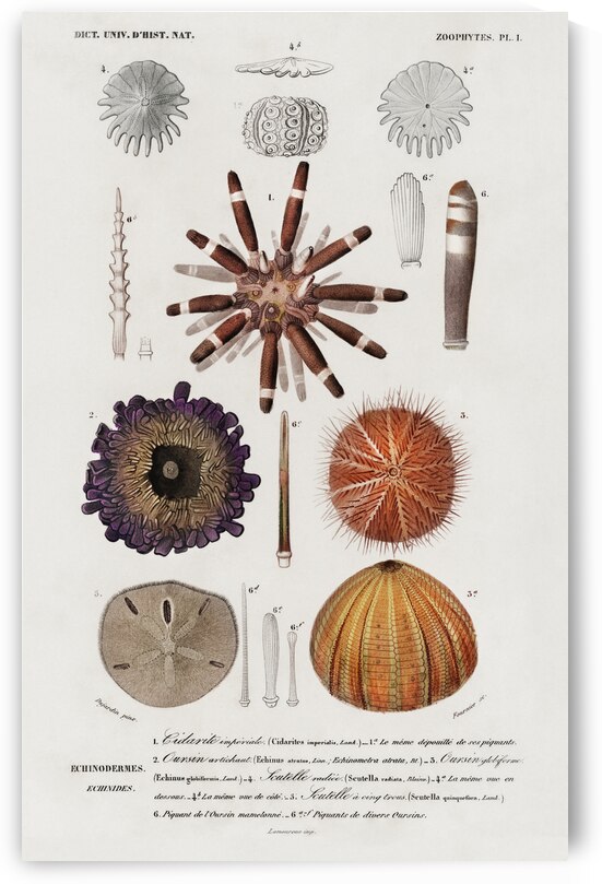 Different types of sea urcnhins by IStockHistory com