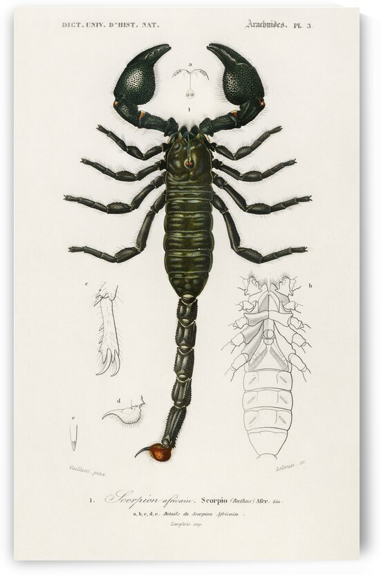 The Emperor Scorpion Buthus Afer by IStockHistory com