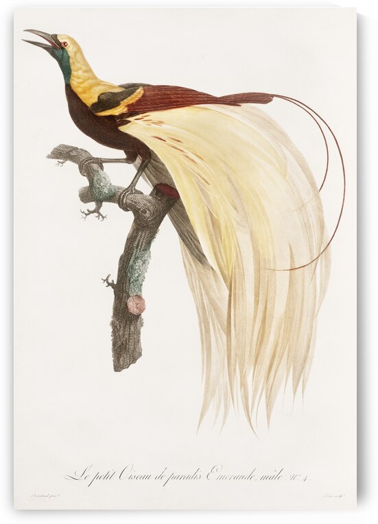 Young emperor bird-of-paradise male  by IStockHistory com