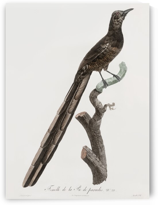 Magpie Bird of Paradise female  by IStockHistory com