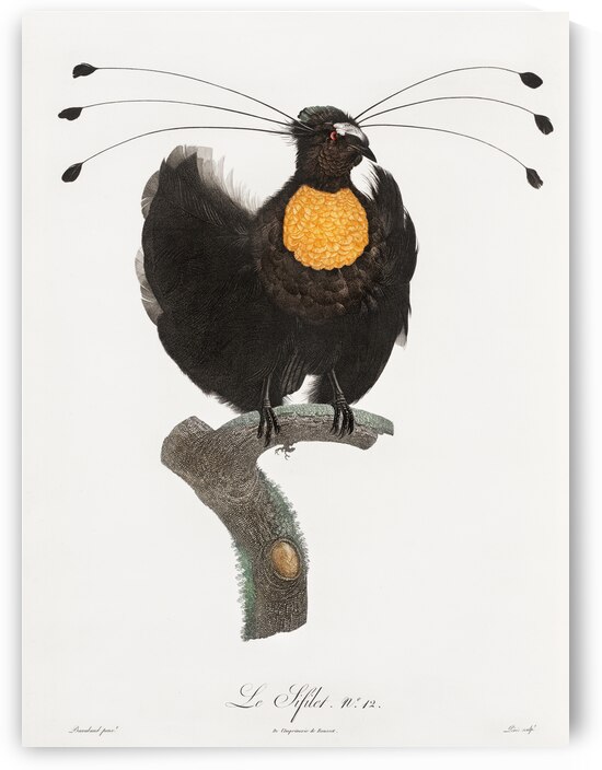 Western parotia  by IStockHistory com