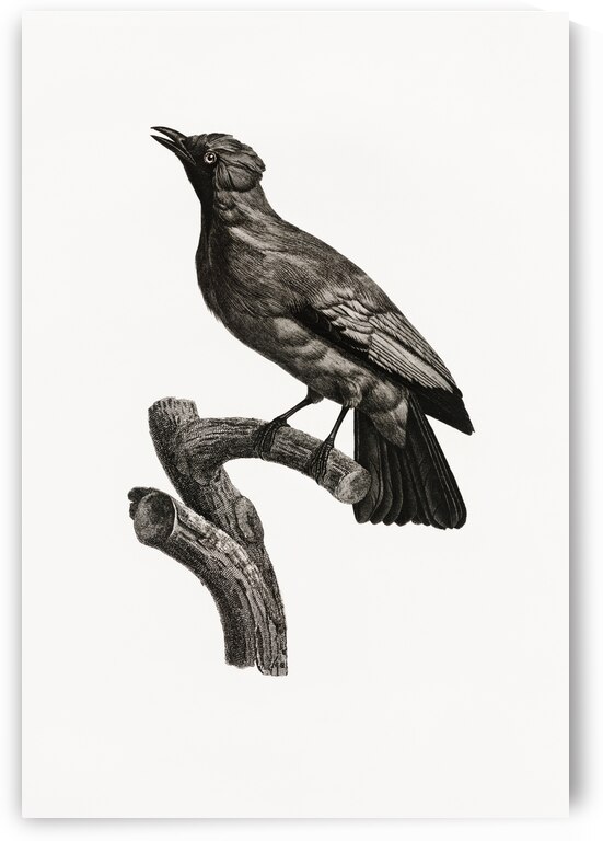 Paradise crow male  by IStockHistory com