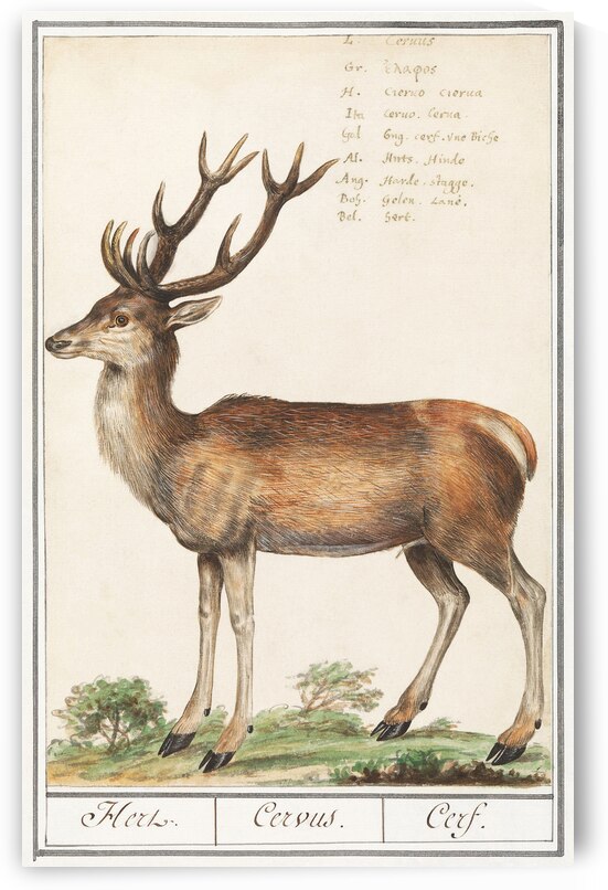 Peony and anemone in vintage style by IStockHistory com