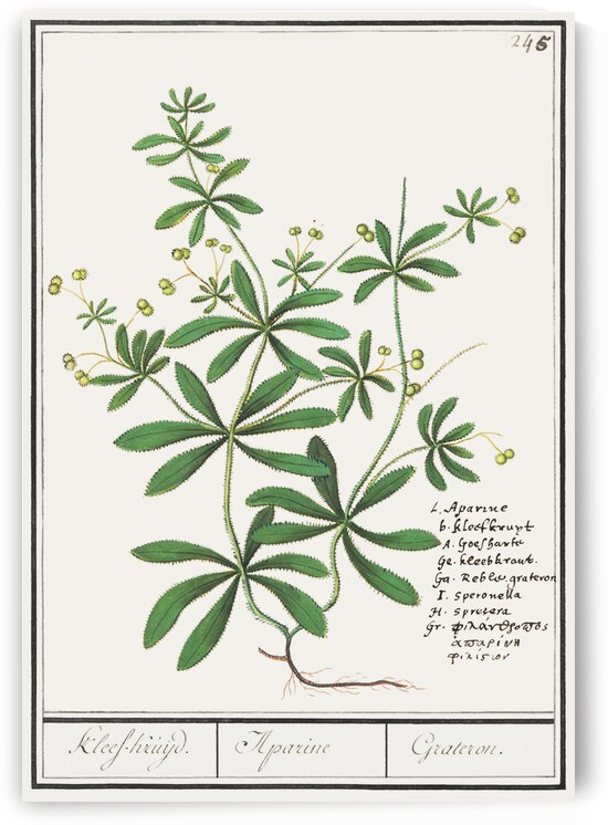 Cleavers plant in vintage style by IStockHistory com