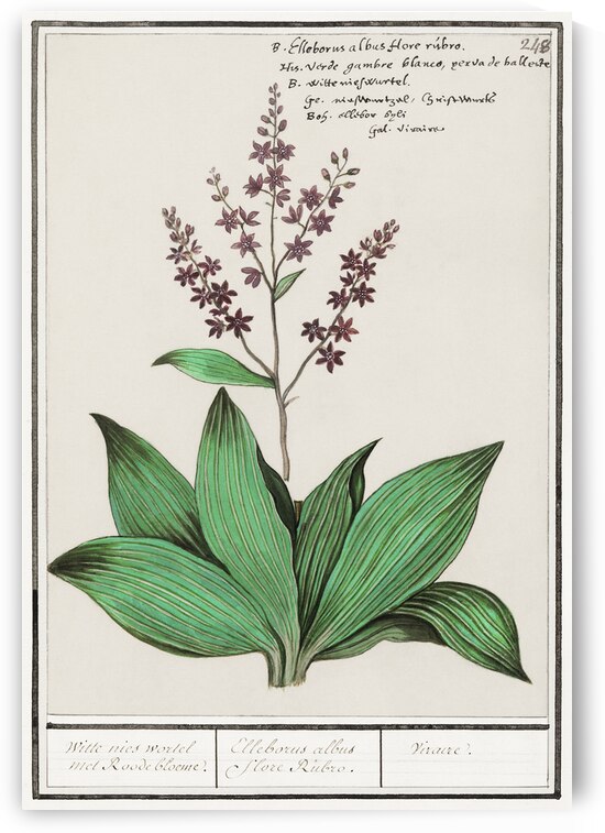 Black carrot flower by IStockHistory com