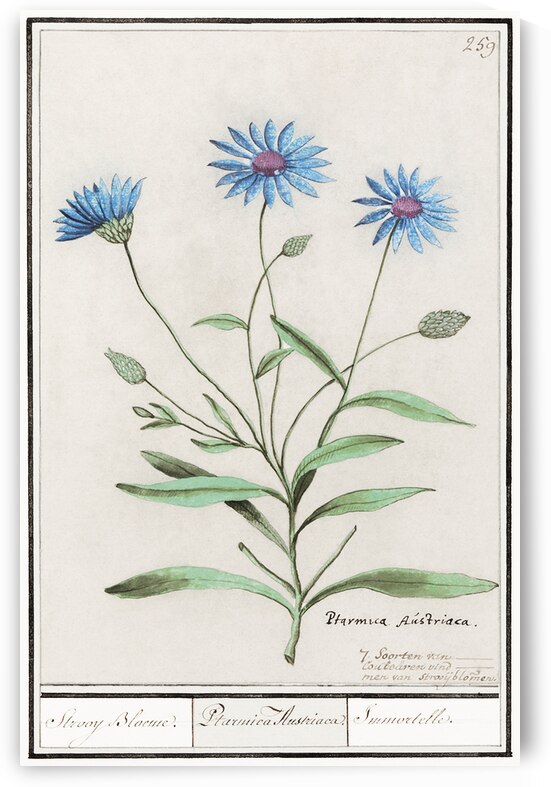 Blue strawflower in vintage style by IStockHistory com