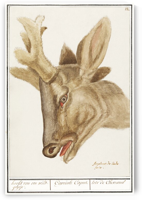 Deer head in vintage style by IStockHistory com