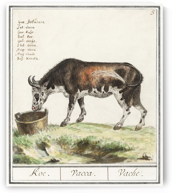 Cow in vintage style by IStockHistory com