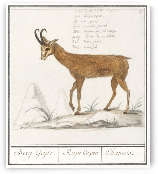 Chamois in vintage style by IStockHistory com