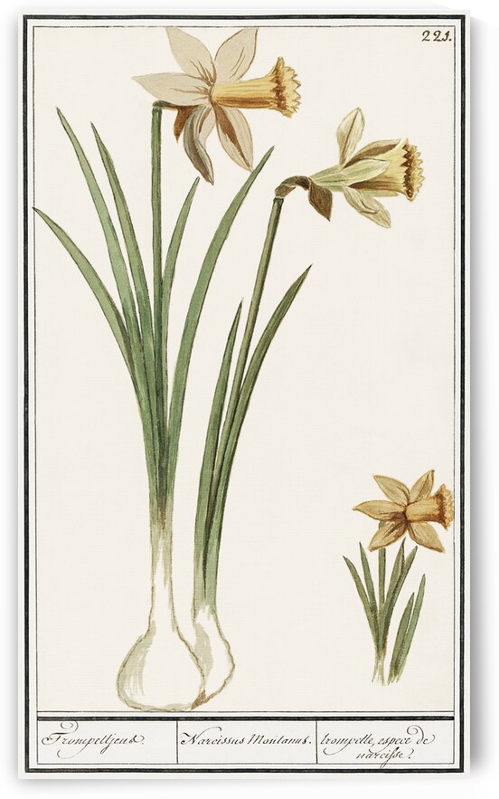 Wild daffodil in vintage style by IStockHistory com