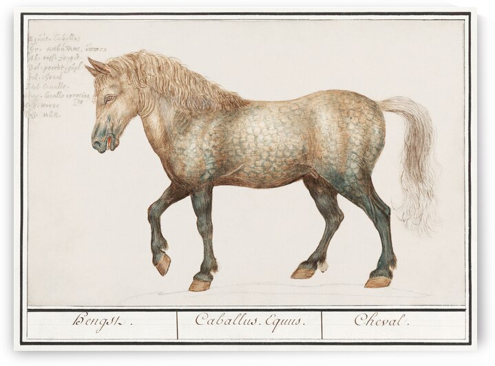 Horse in vintage style by IStockHistory com