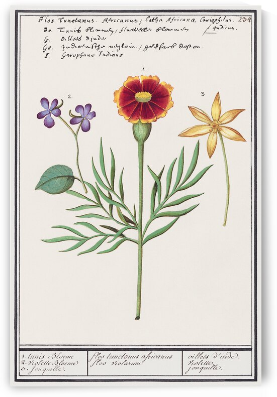 Viola daffodil and marigold by IStockHistory com