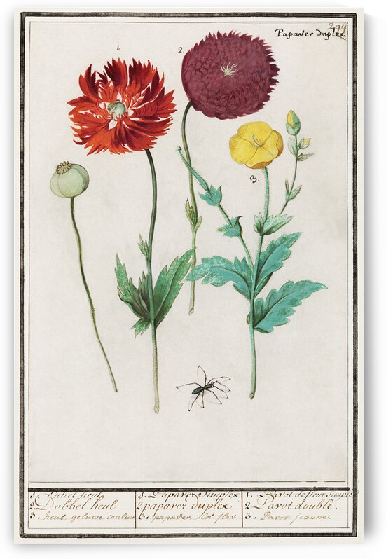 Poppy in vintage style by IStockHistory com