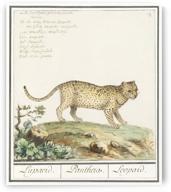 Leopard in vintage style by IStockHistory com