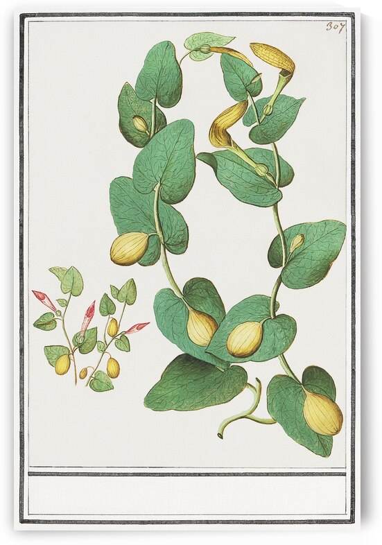 Unknown plant in vintage style by IStockHistory com