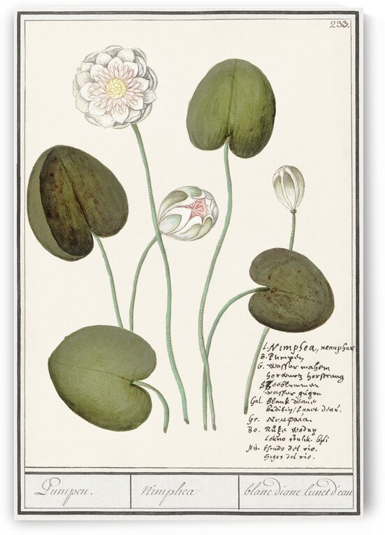 Water lily in vintage style by IStockHistory com