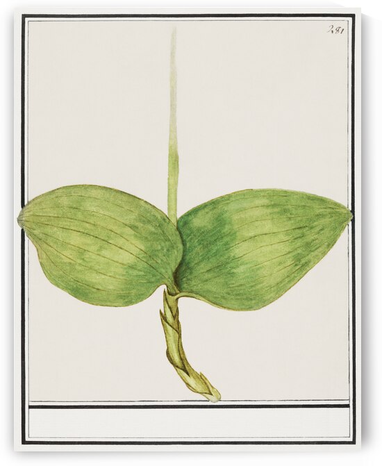 Green foliage in vintage style by IStockHistory com