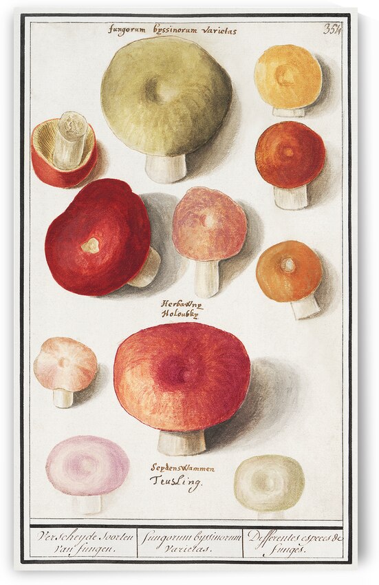 Mushrooms in vintage style by IStockHistory com