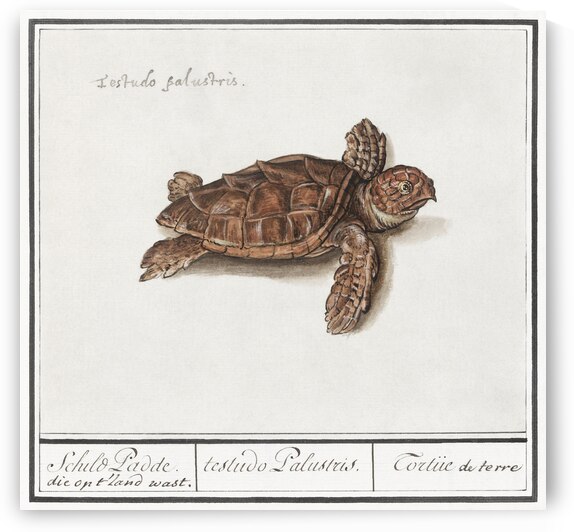 Sea turtle in vintage style by IStockHistory com