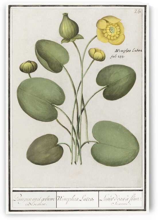 Yellow floppy flower by IStockHistory com