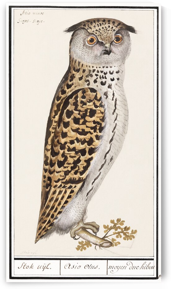 Scops owl in vintage style by IStockHistory com