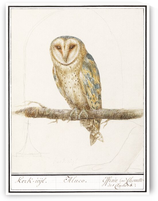Barn owl in vintage style by IStockHistory com