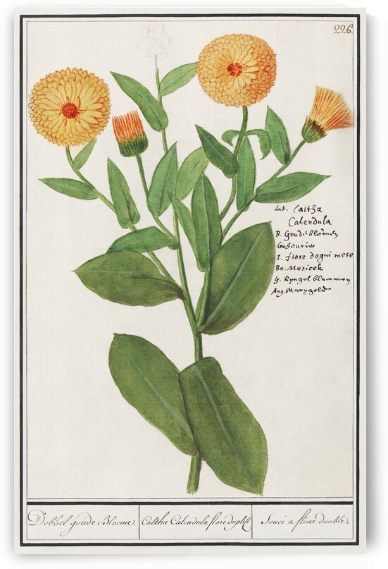 Barn owl in vintage style by IStockHistory com