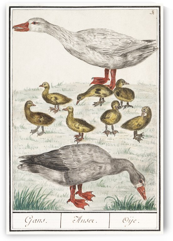 Farm goose in vintage style by IStockHistory com