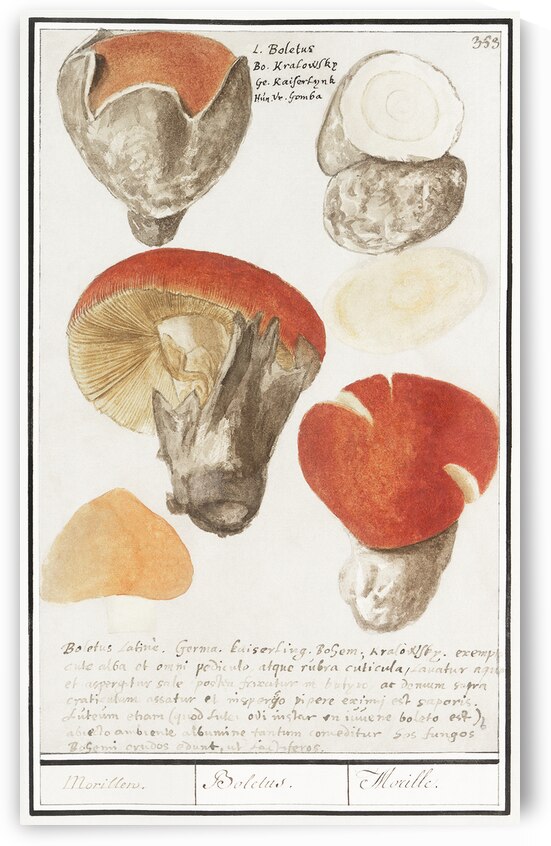 Mushroom variety in vintage style by IStockHistory com