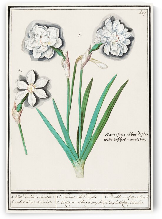 White daffodil in vintage style by IStockHistory com