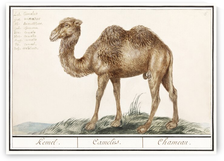 Camel in vintage style by IStockHistory com