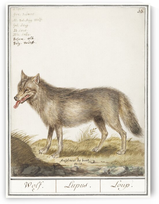 Wolf in vintage style by IStockHistory com