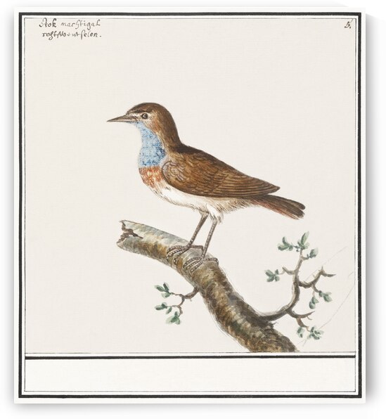 Bluethroat in vintage style by IStockHistory com