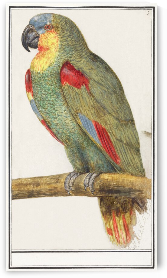 Parrot in vintage style by IStockHistory com