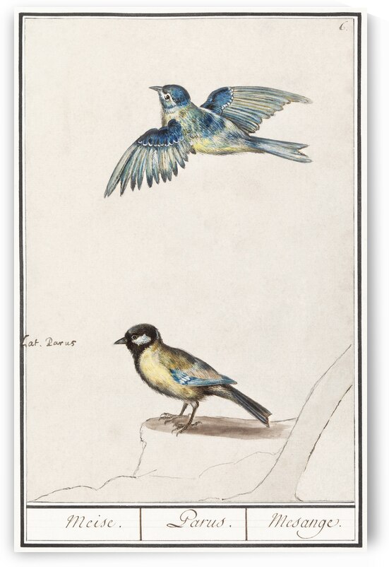 Passerines in vintage style by IStockHistory com