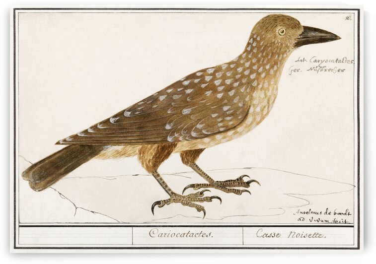 Passerines in vintage style by IStockHistory com