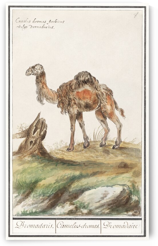 Dromedary in vintage style by IStockHistory com