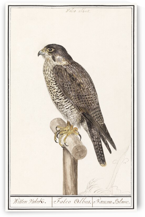 Peregrine falcon in vintage style by IStockHistory com