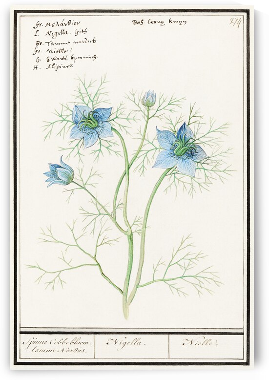 Love-in-a-mist flower by IStockHistory com