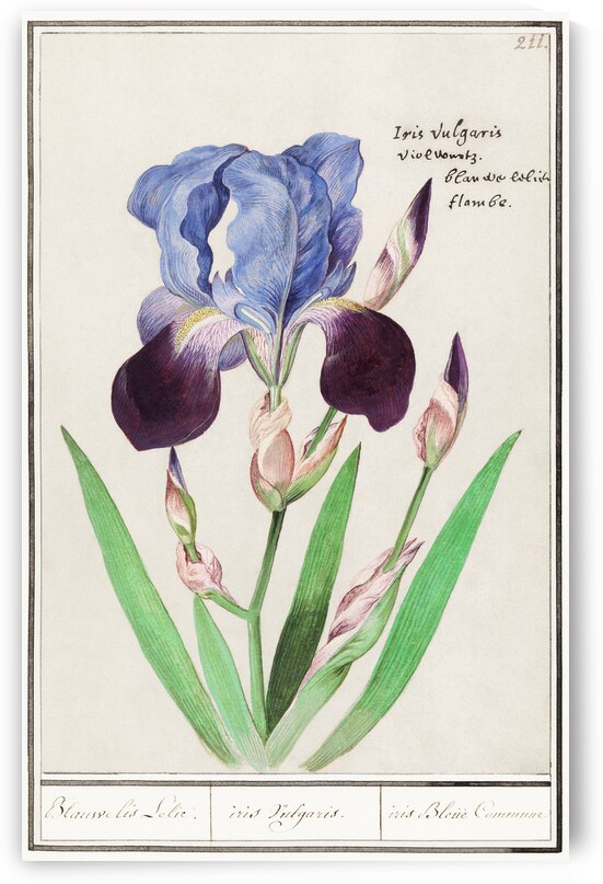 Purple iris in vintage style by IStockHistory com