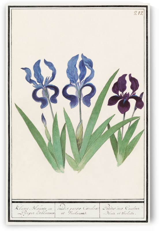 Purple iris vintage style by IStockHistory com