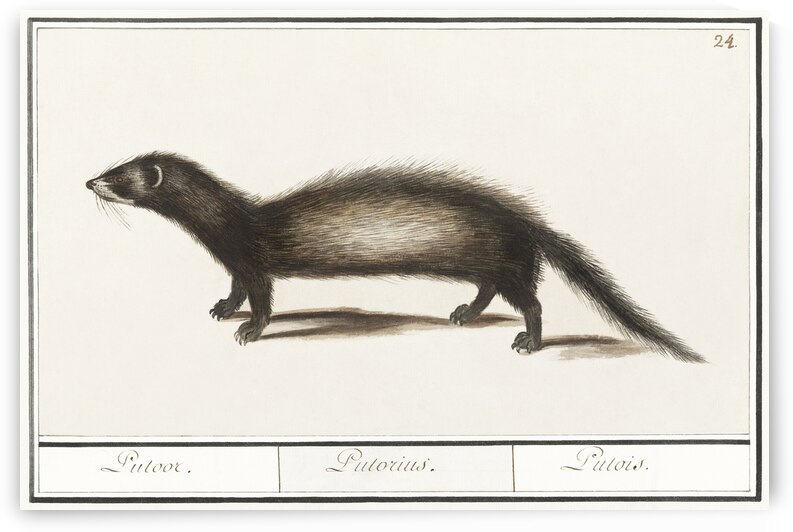 Polecat in vintage style by IStockHistory com
