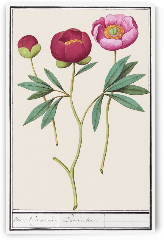 Peony in vintage style by IStockHistory com