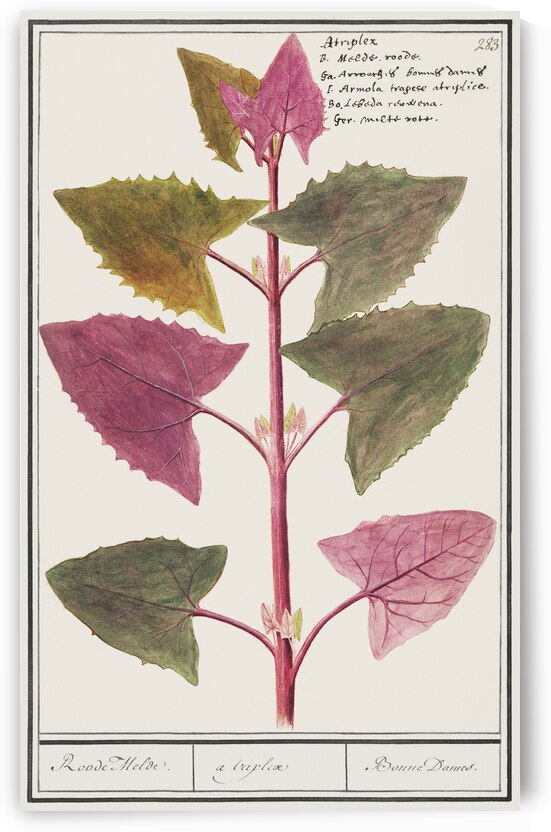 Garden orache in vintage stylered orache by IStockHistory com