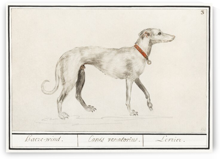 Greyhound in vintage style by IStockHistory com